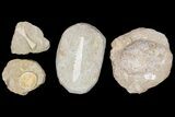 Flat: Cretaceous Marine Vertebrate Fossils - Pieces #81324-1